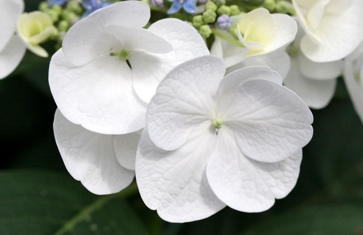 White type. Большие белые цветы как называются. White Flower Types.