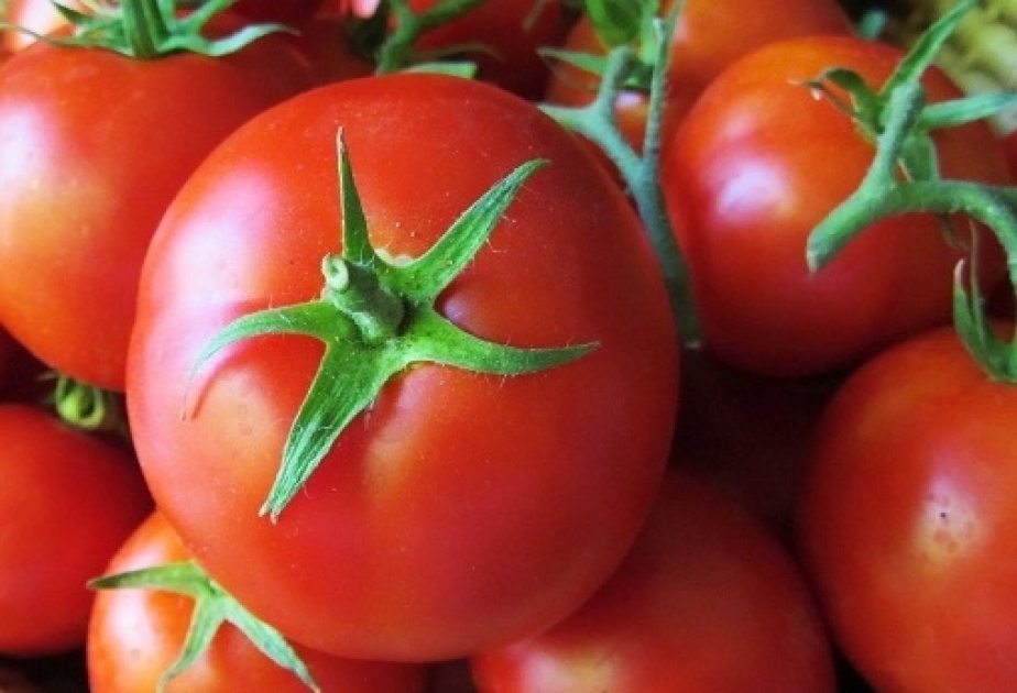 dietoloq-pomidorla-bagli-xeberdarliq-etdi