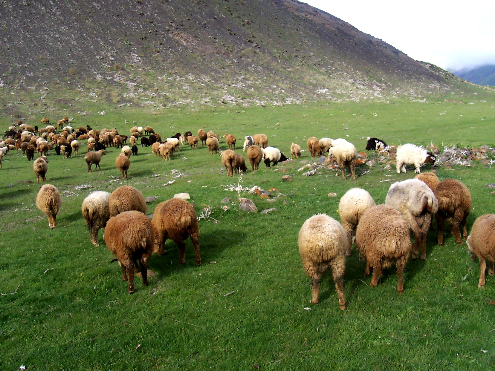 qurban-bayraminda-hava-nece-olacaq