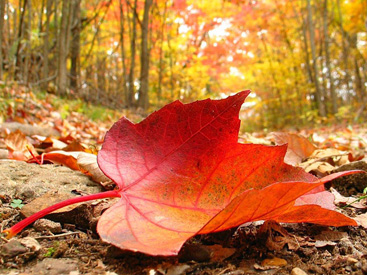 noyabrin-13-ne-olan-hava-haqda-1-2