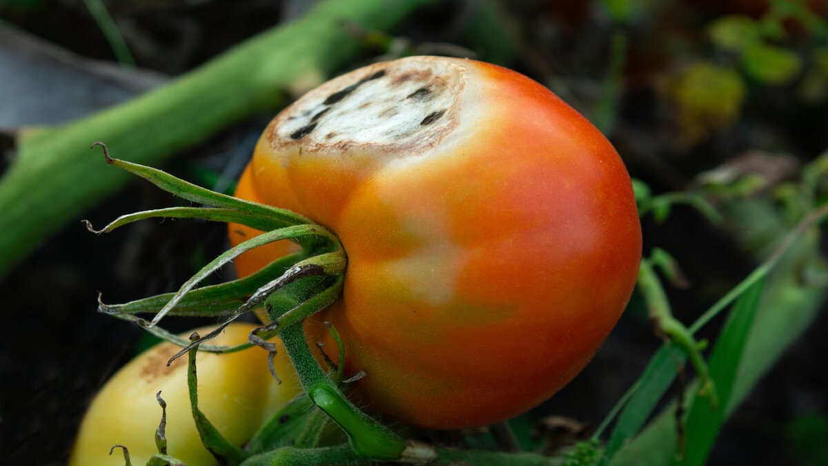 curuyen-pomidoru-nece-deyerlendirile-bilerik