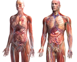 ev-seraitinde-butun-orqanizmin-temizlenmesi