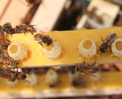 immuniteti-yukselden-ari-sudu-nedir