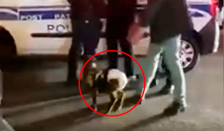 bakinin-merkezinde-pampers-geyindirilen-quzunun-sahibi-ile-bagli