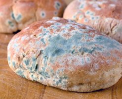 kiflenmis-qidalar-tehlukelidir