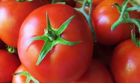 dietoloq-pomidorla-bagli-xeberdarliq-etdi