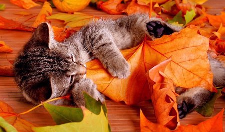 dekabrin-2-ne-olan-hava-haqda